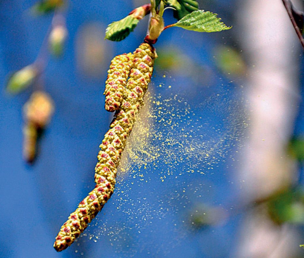 Воздушная пыльца. Пыльца ветроопыляемых растений. Ветроопыляемые растения береза. Цветение ветроопыляемых растений. Березовая Сережка пыльца.