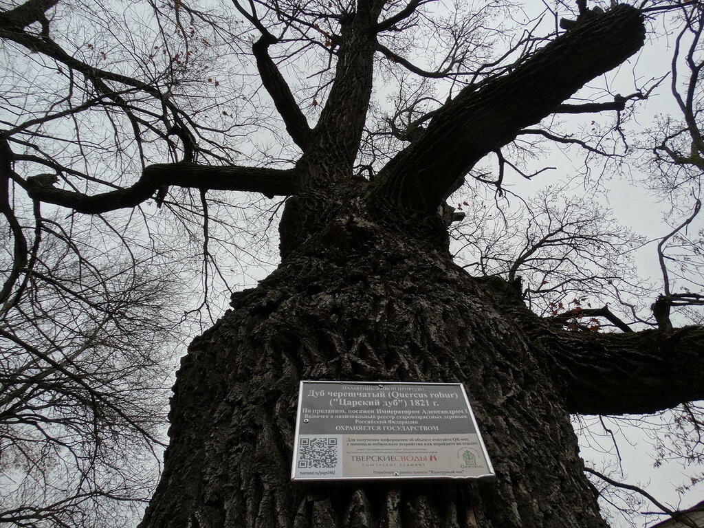 Почему дуб является памятником живой природы. Царский дуб Тверь. Императорский дуб в Зеленоградске. Дерево памятник природы. Императорский дуб.