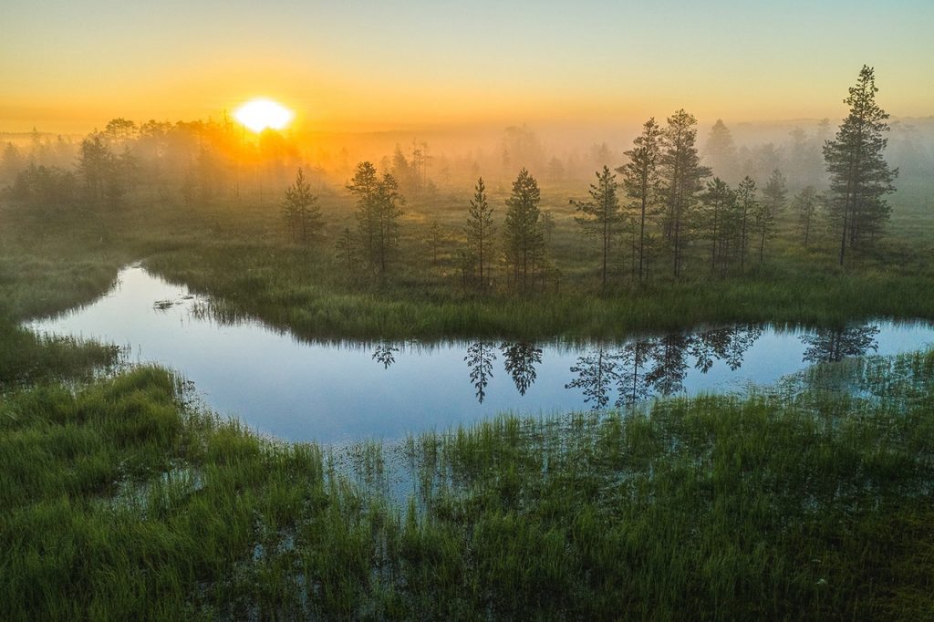 В Тверской области в 2022 году закупят плуги и тягачи для охраны лесов от пожаров