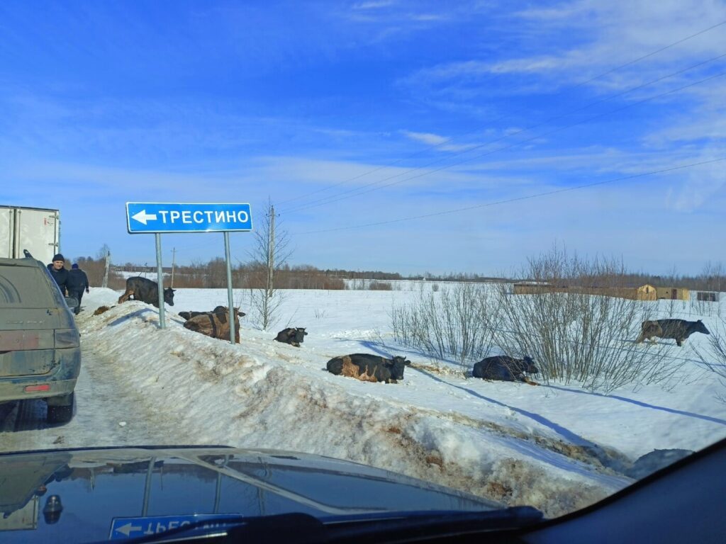 В Тверской области из Газели выпали коровы