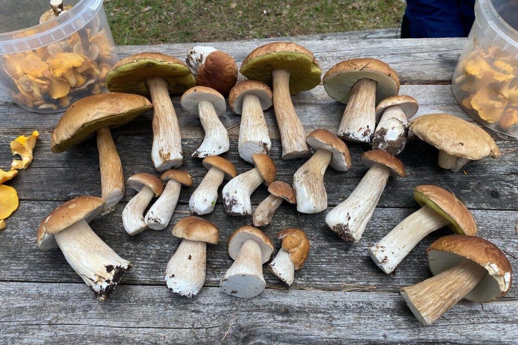 Грибов под Тверью хоть косой коси!