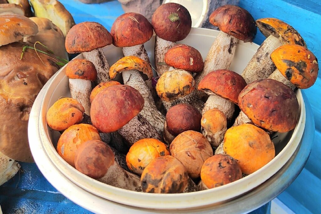 Грибов под Тверью хоть косой коси!