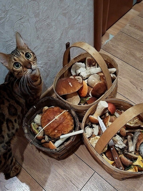 Грибов под Тверью хоть косой коси!