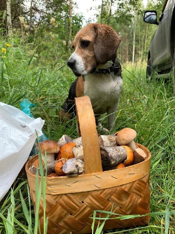Грибов под Тверью хоть косой коси!
