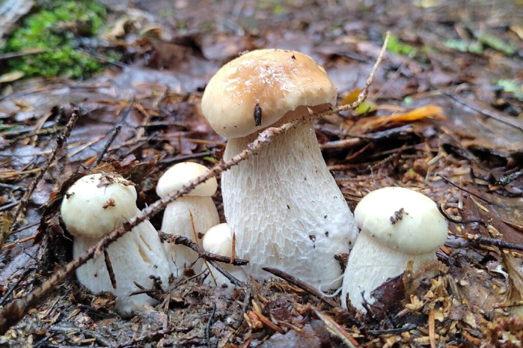 Грибов под Тверью хоть косой коси!