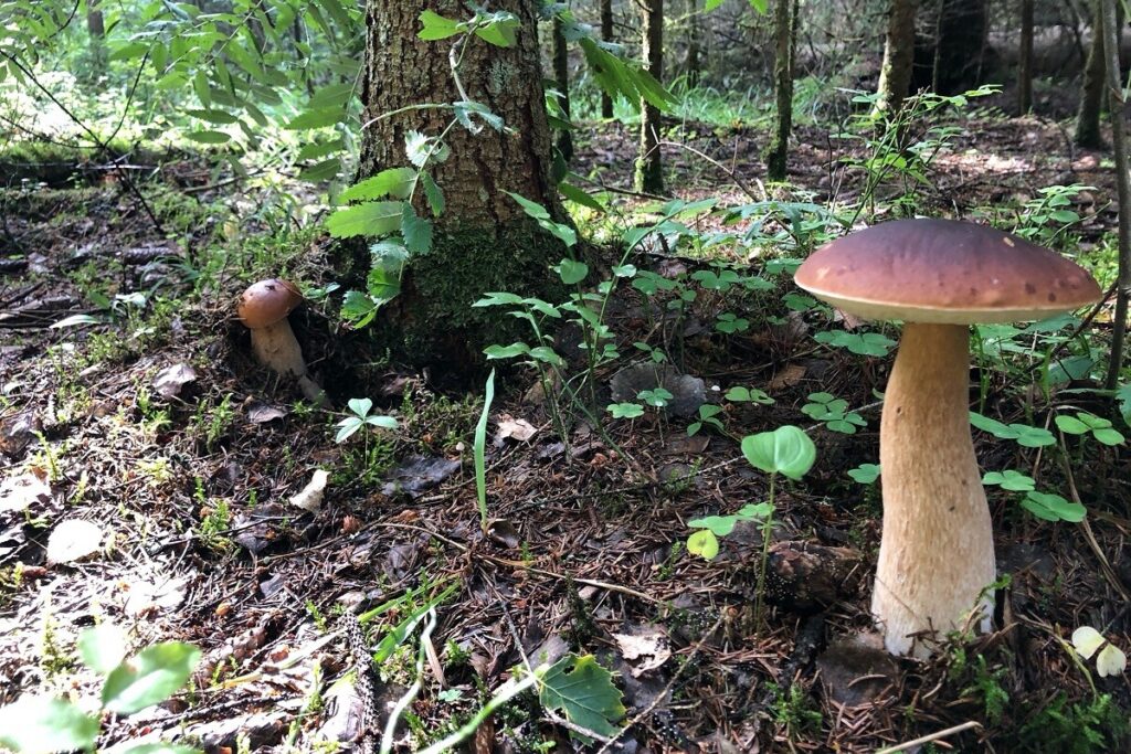 Грибов под Тверью хоть косой коси!