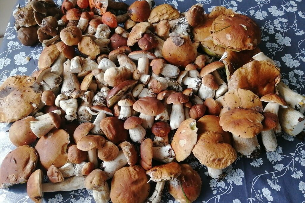 Грибов под Тверью хоть косой коси!