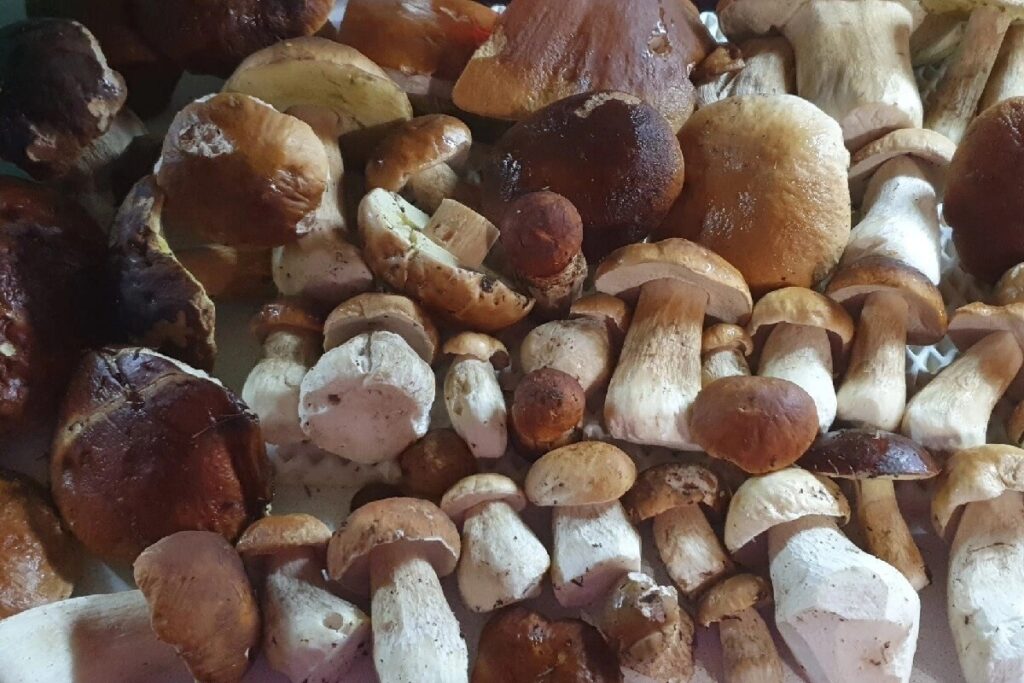 Грибов под Тверью хоть косой коси!