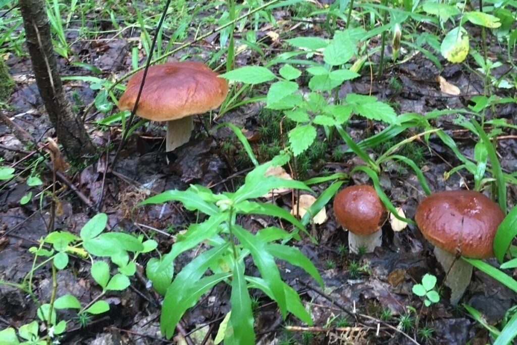 Грибов под Тверью хоть косой коси!