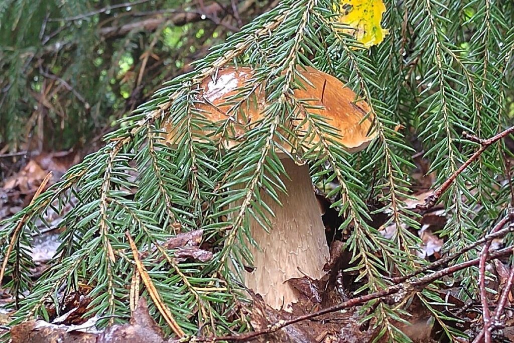 Грибов под Тверью хоть косой коси!