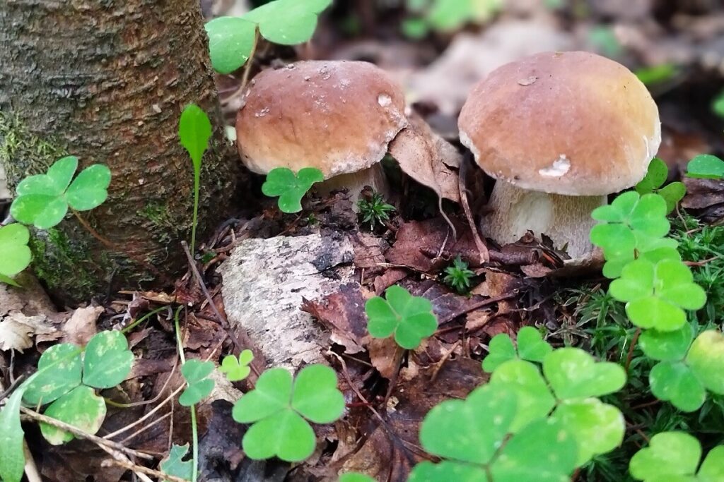 Грибов под Тверью хоть косой коси!