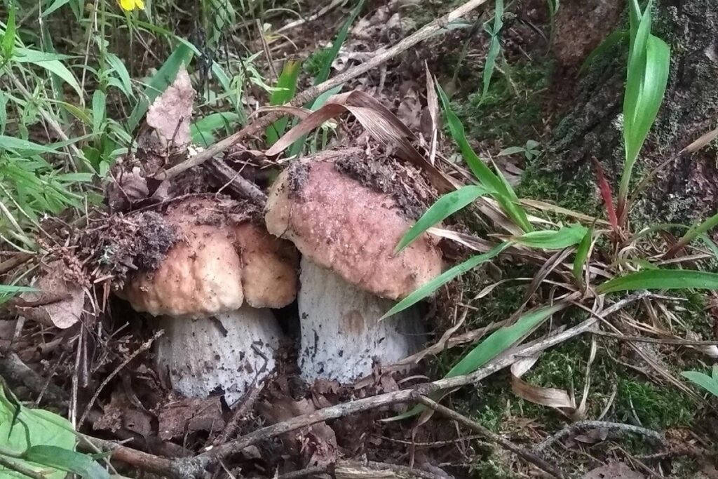 Грибов под Тверью хоть косой коси!