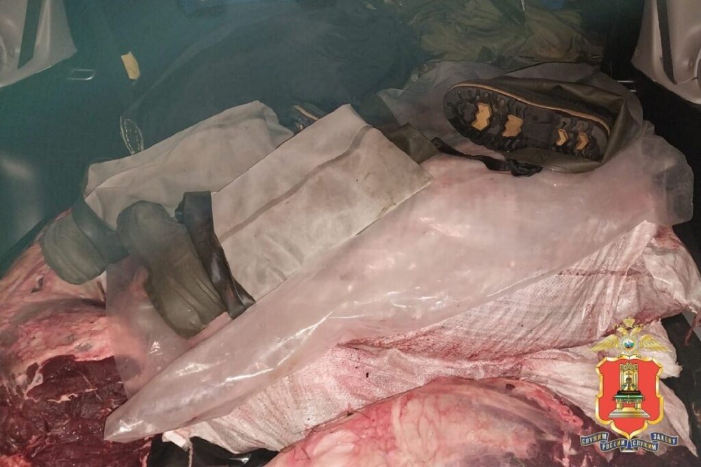 В Тверской области поймали браконьеров, застреливших двух лосей